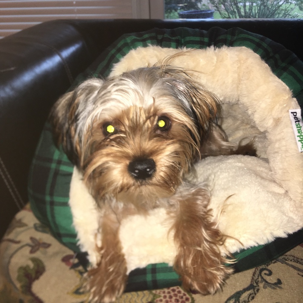 Dog bed - Picture 2 of 3